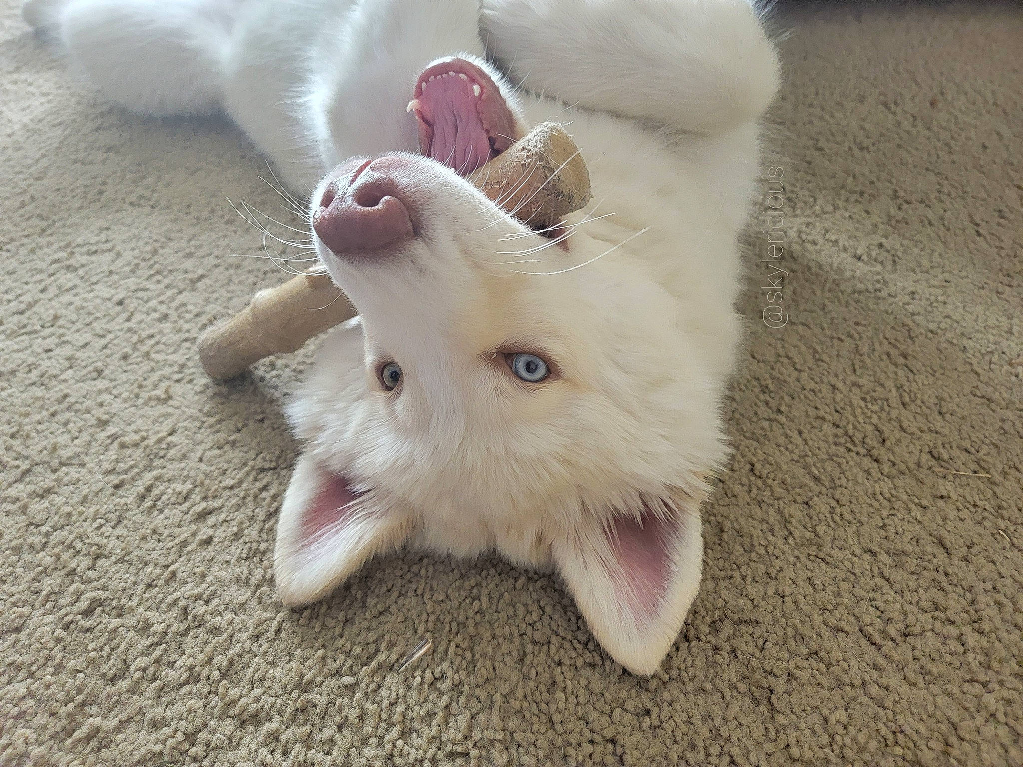 Skyler is registered to the contest to win money with this photo: carnivore, claw, companion_dog, dog, dog_breed, fang, fawn, felidae, foot, fur, nail, paw, small_to_medium_sized_cats, snout, spitz, tail, terrestrial_animal, toe, whiskers, working_animal