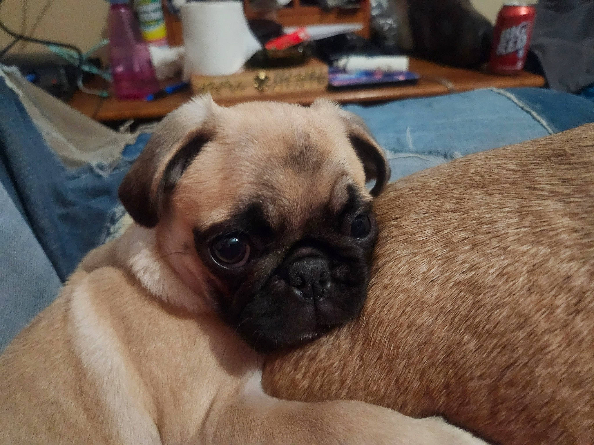 May is registered to the contest to win money with this photo: canidae, carnivore, chair, comfort, companion_dog, dog, dog_breed, fawn, fur, pug, puppy, puppy_love, snout, sporting_group, tableware, terrestrial_animal, toy_dog, whiskers, working_animal, wrinkle