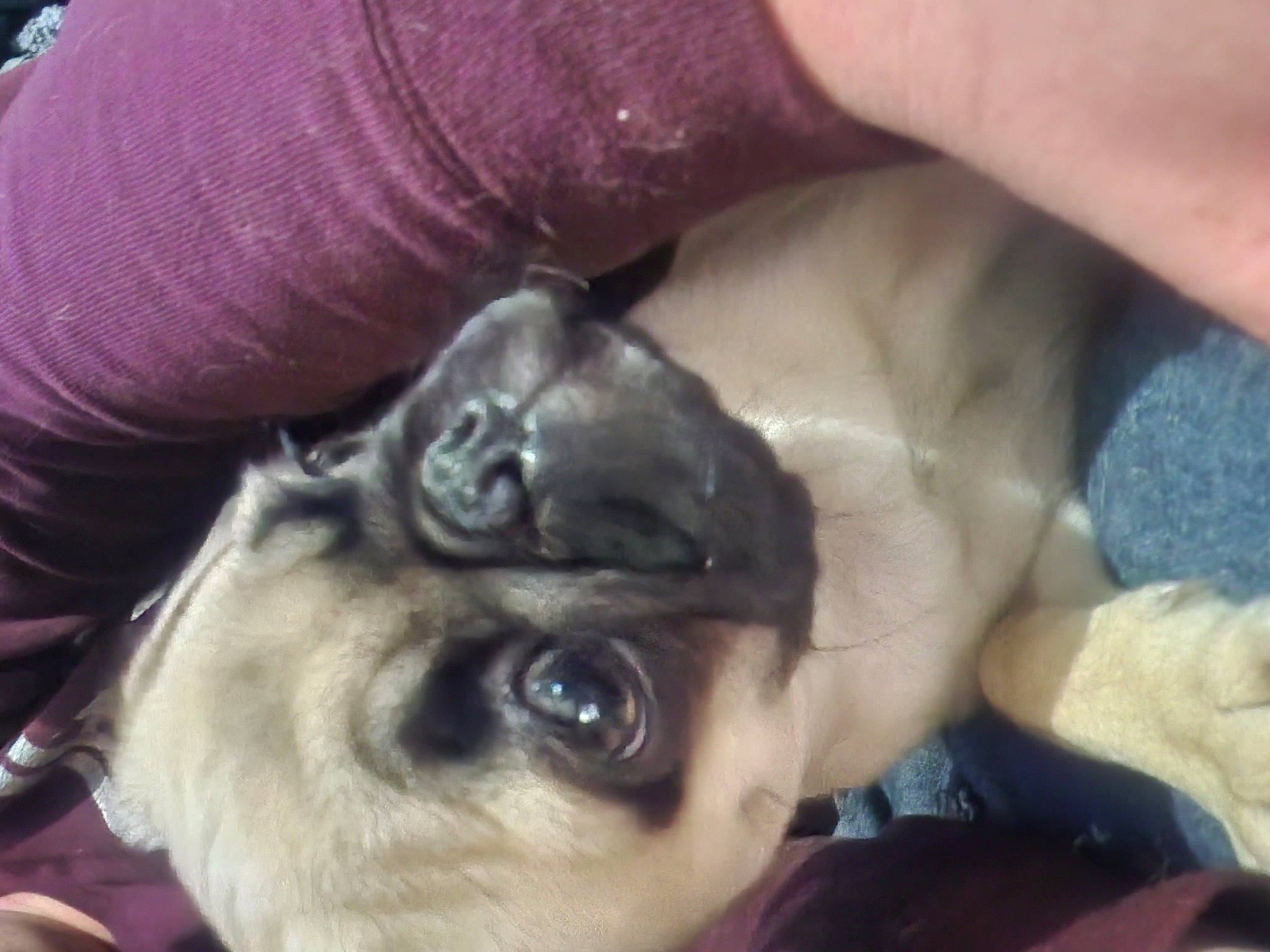 May joined the competition — help win amazing prizes! carnivore, companion_dog, dog, dog_breed, ear, eyebrow, eyelash, fawn, felidae, finger, gesture, jaw, nail, nose, small_to_medium_sized_cats, snout, toy_dog, whiskers, working_animal, wrinkle