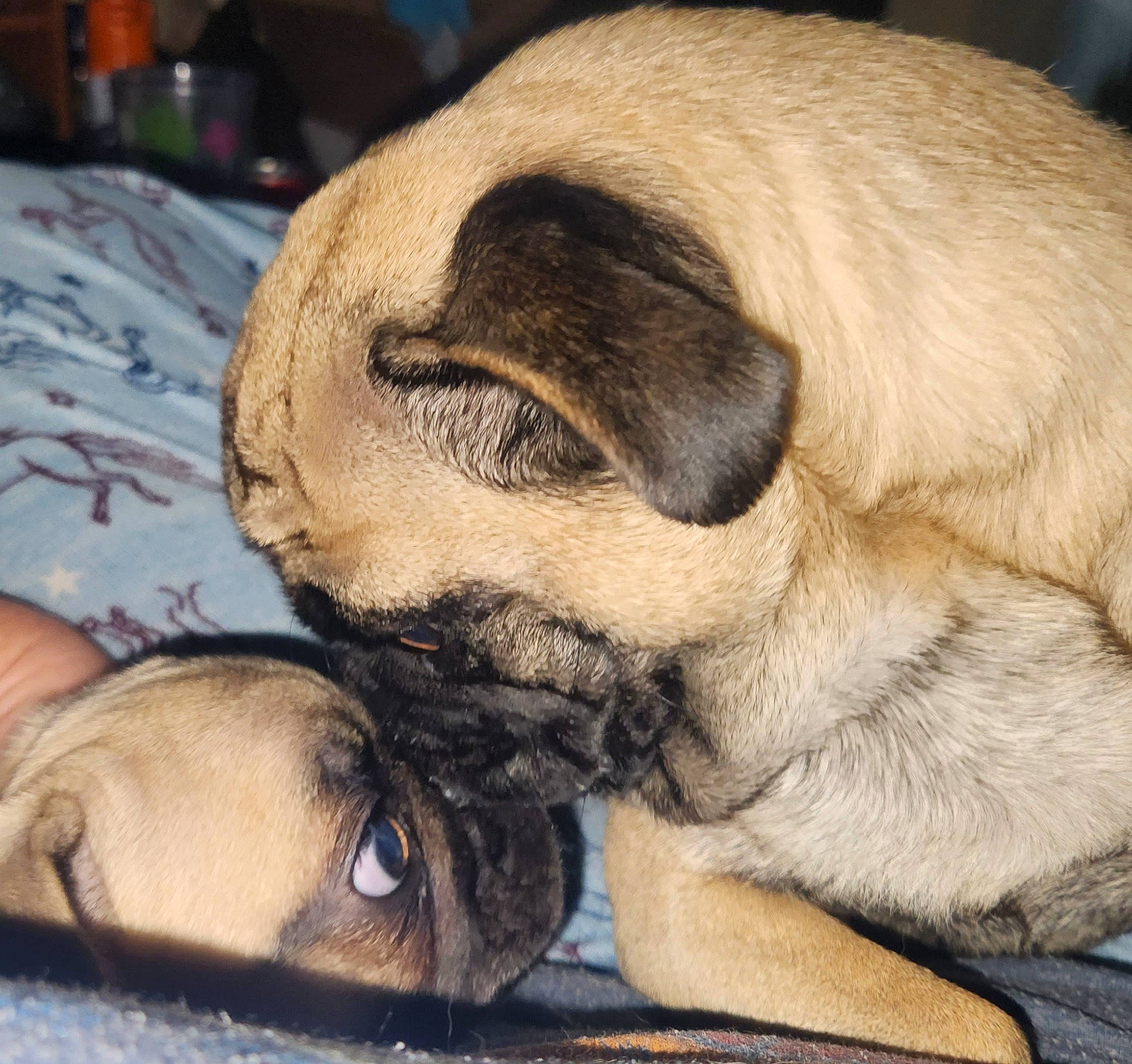 May joined the competition — help win amazing prizes! art, canidae, carnivore, comfort, companion_dog, dog, dog_breed, eye, fawn, fur, head, nap, paw, pug, snout, sporting_group, sunglasses, whiskers, working_animal, wrinkle