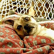 Birdie joined the competition — help win amazing prizes! dog, blanket, patterned_blanket, hammock, net, resting, wide_eyes, surprised_expression, indoors, cozy, animal, pet, fur, laying_down, close_up, face, cute, comfort, relaxation, domestic