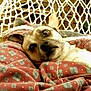 dog, blanket, patterned_blanket, hammock, net, resting, wide_eyes, surprised_expression, indoors, cozy, animal, pet, fur, laying_down, close_up, face, cute, comfort, relaxation, domestic