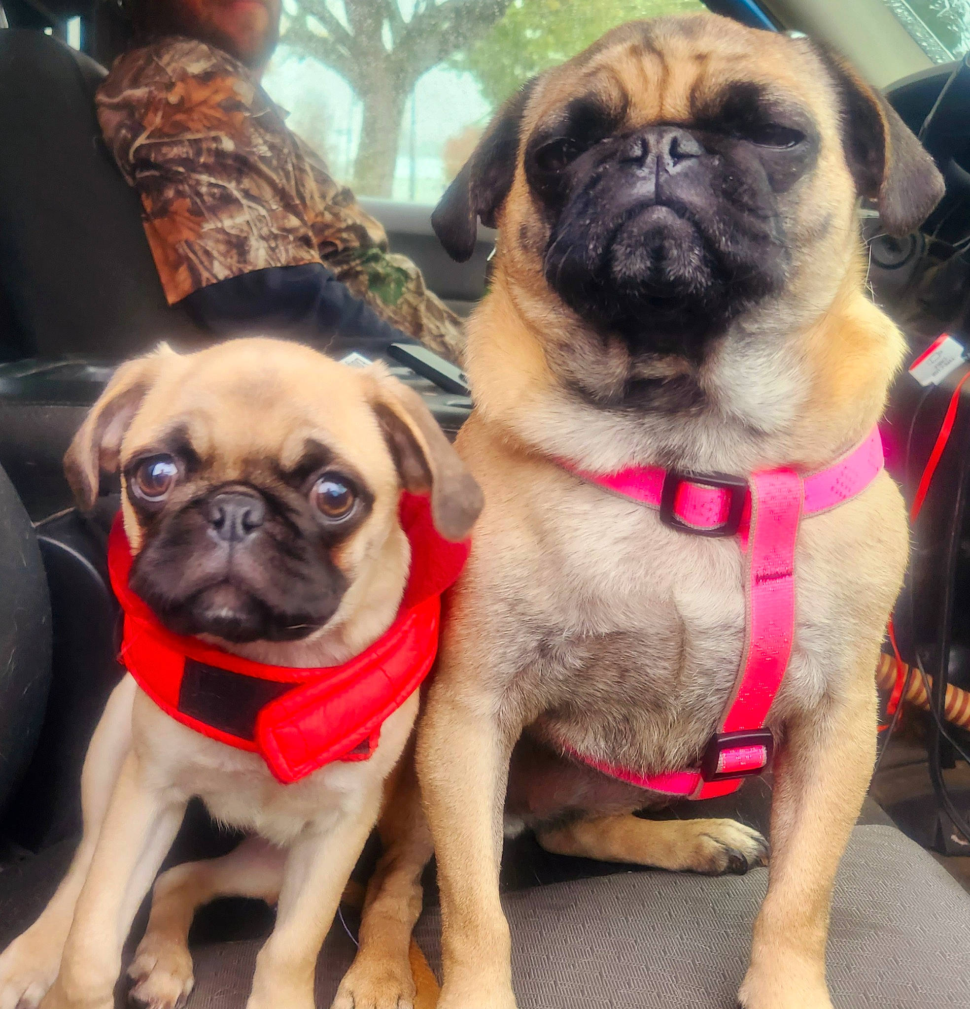Bee joined the competition — help win amazing prizes! automotive_tire, canidae, carnivore, chair, collar, companion_dog, dog, dog_breed, dog_collar, fawn, iris, mammal, non_sporting_group, pug, snout, sporting_group, terrestrial_animal, vertebrate, working_animal, wrinkle