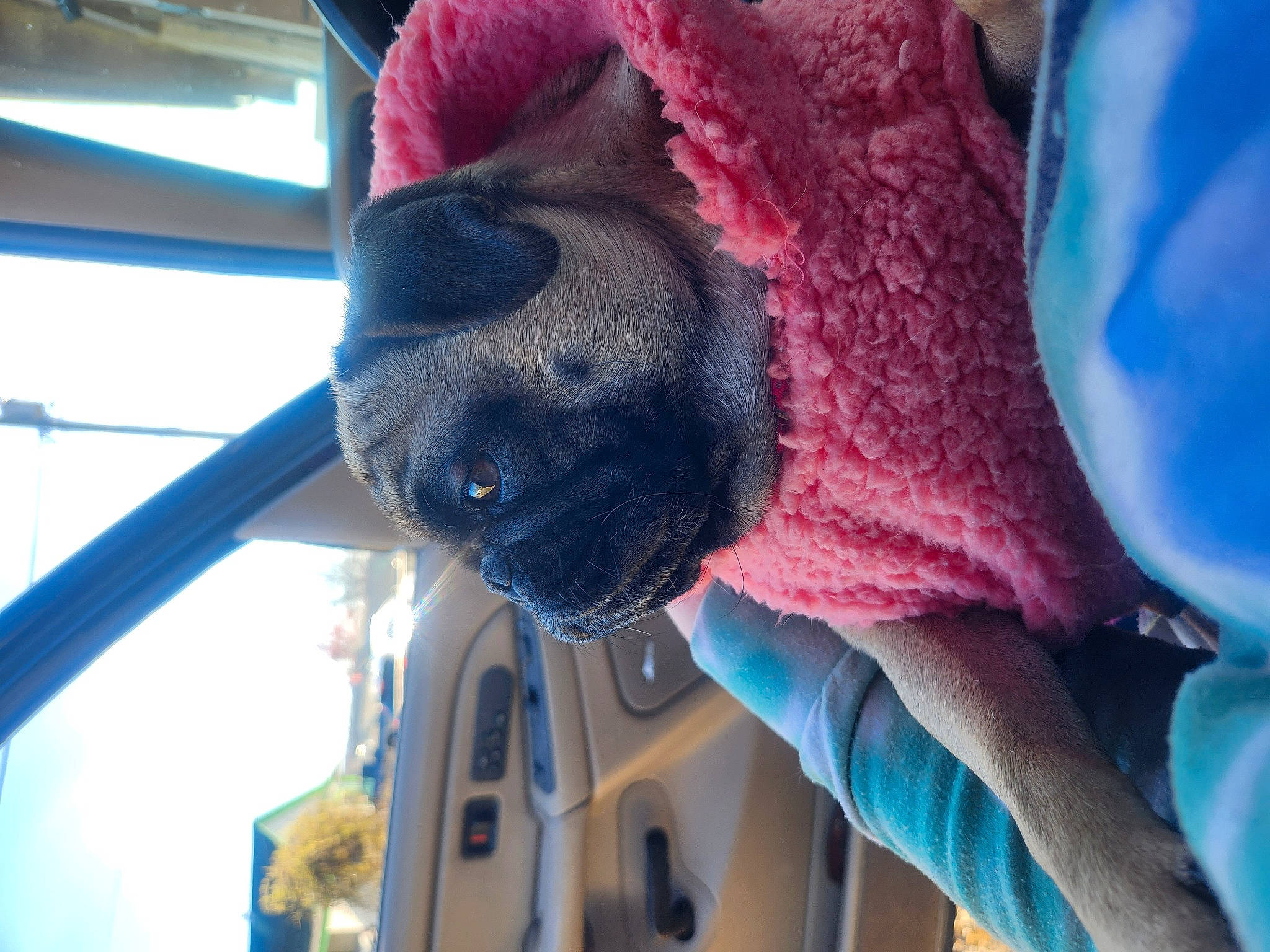 Bee joined the competition — help win amazing prizes! blue, canidae, carnivore, collar, companion_dog, dog, dog_breed, electric_blue, fawn, fur, guard_dog, magenta, non_sporting_group, plant, pug, snout, sporting_group, vehicle_door, wool, wrinkle