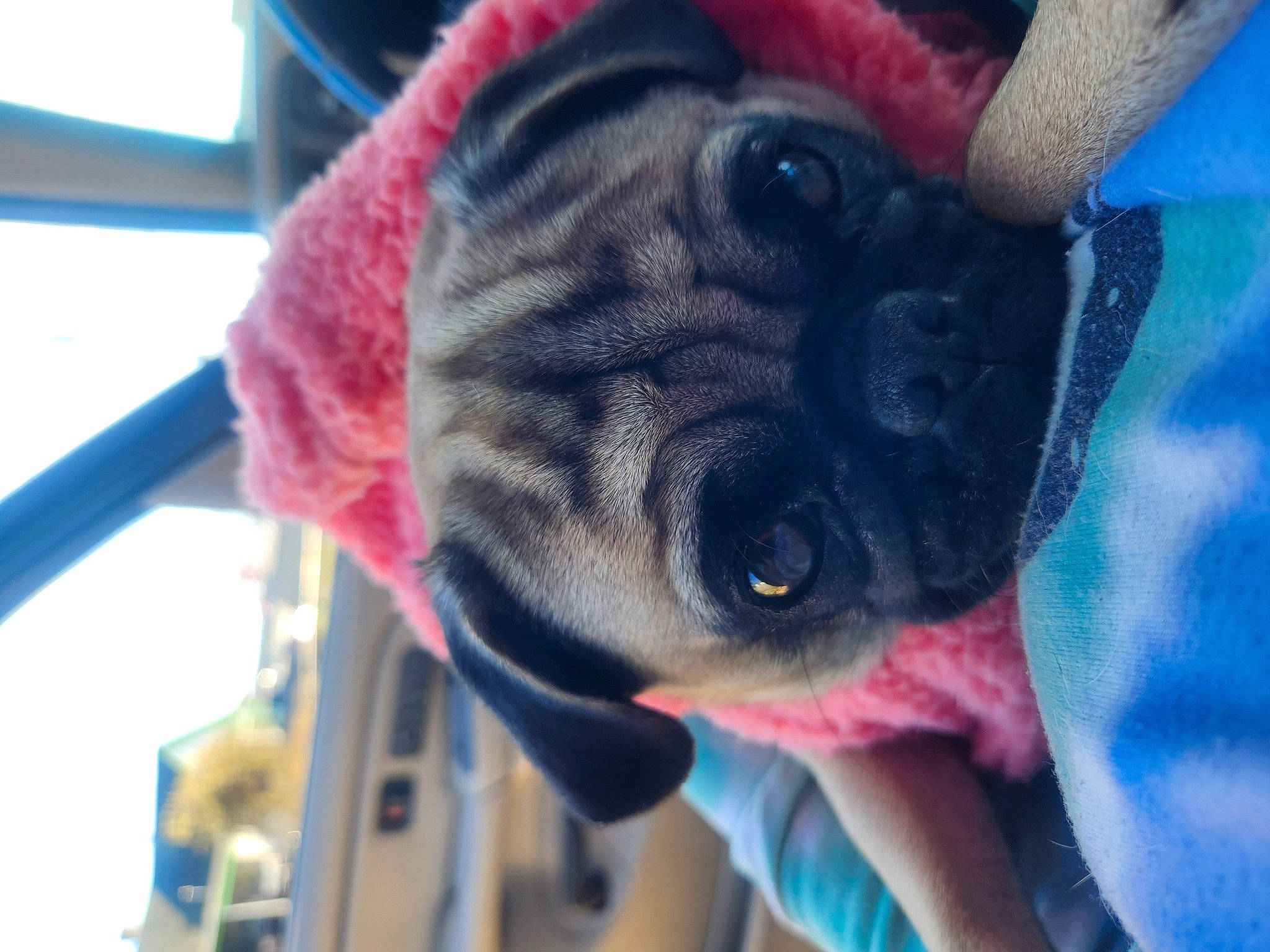 Bee is registered to the contest to win money with this photo: canidae, carnivore, collar, companion_dog, dog, dog_breed, dog_collar, ear, electric_blue, fawn, fur, magenta, non_sporting_group, pug, puppy, sporting_group, toy_dog, whiskers, working_animal, wrinkle