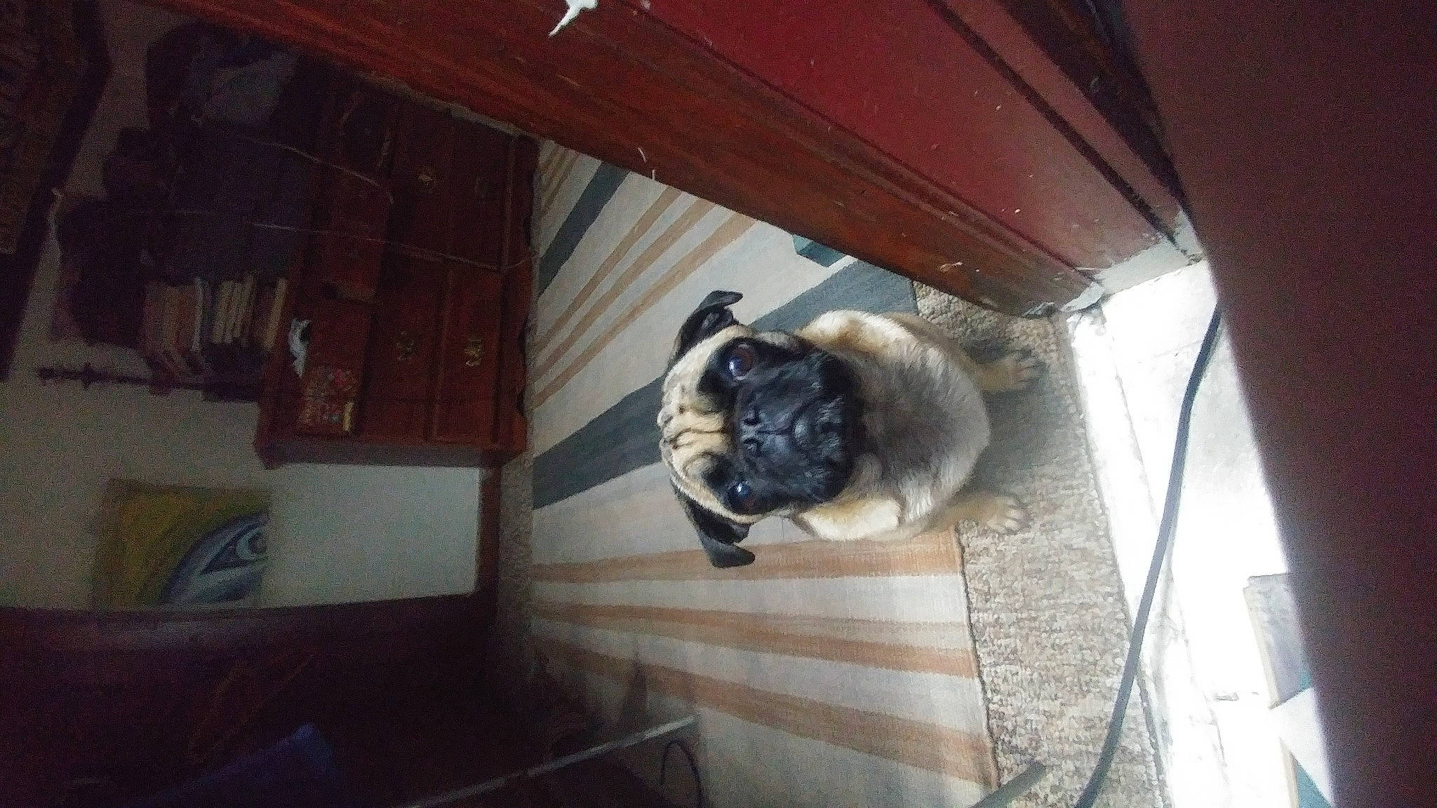 Bee joined the competition — help win amazing prizes! carnivore, companion_dog, dog, dog_breed, fawn, felidae, floor, flooring, french_bulldog, fur, hardwood, pug, small_to_medium_sized_cats, tail, tints_and_shades, toy_dog, whiskers, window, wood, wrinkle