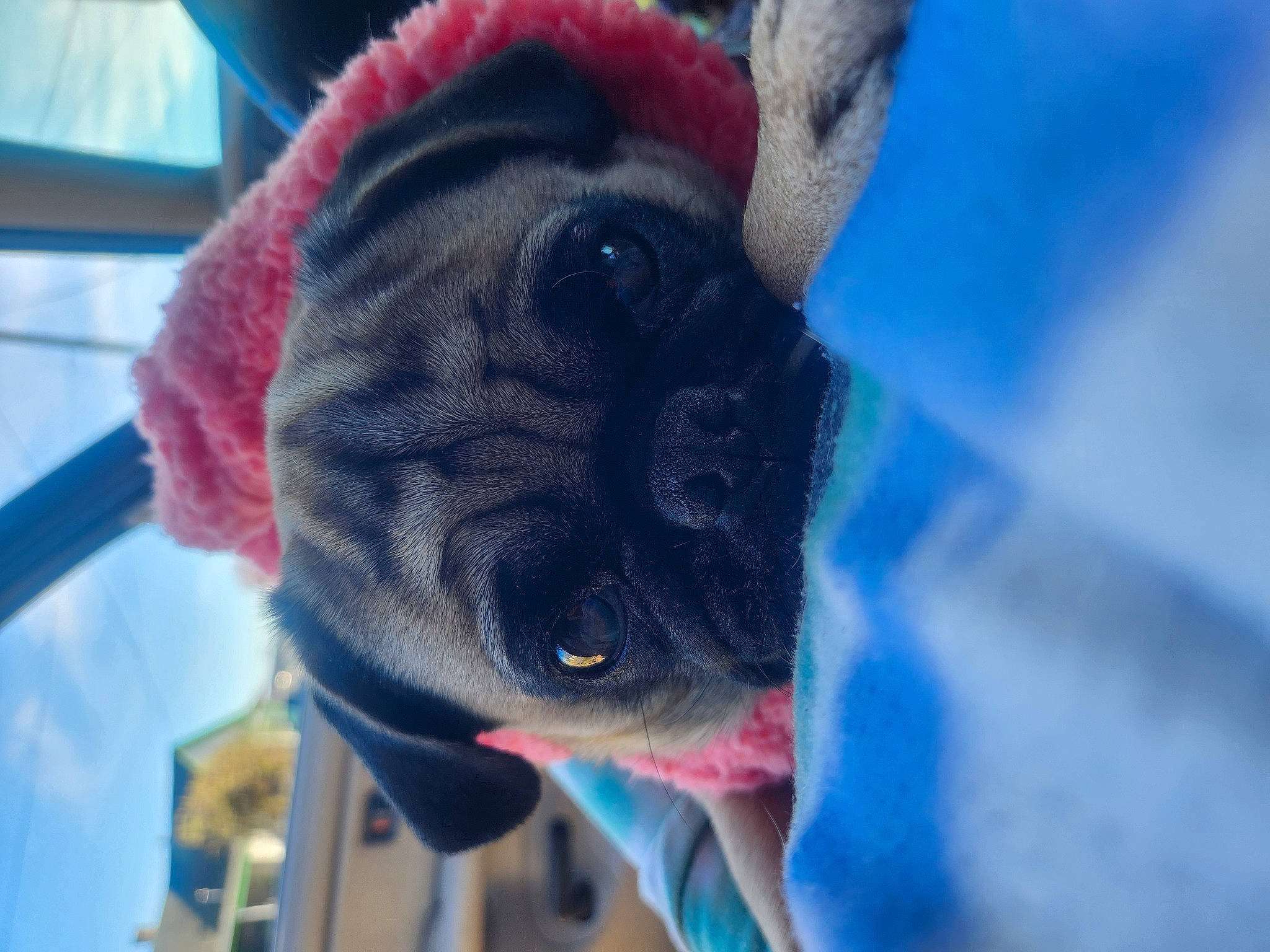 Bee is registered to the contest to win money with this photo: canidae, carmine, companion_dog, dog_breed, ear, electric_blue, fawn, felidae, fur, hat, mammal, plush, rabbits_and_hares, snout, stuffed_toy, tail, toy, toy_dog, whiskers, wool