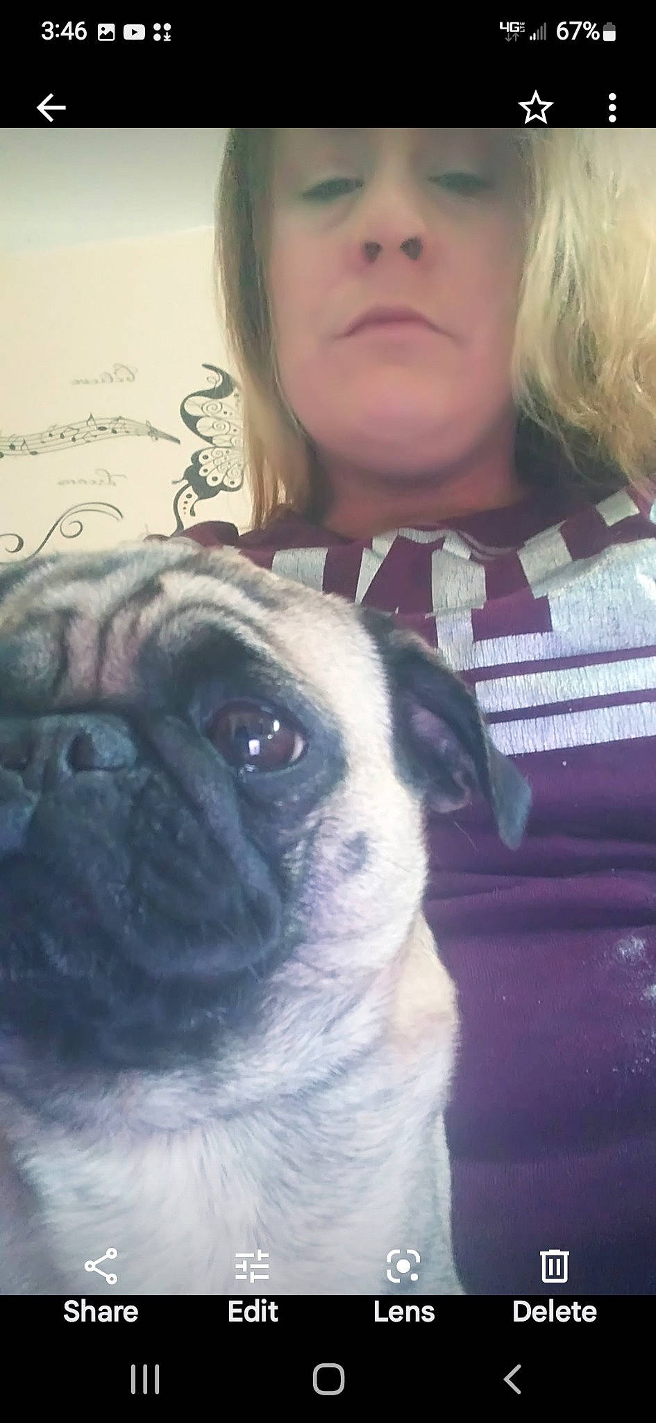 Bee is registered to the contest to win money with this photo: art, canidae, carnivore, companion_dog, dog, dog_breed, eyelash, fawn, handwriting, happy, head, iris, mammal, nose, organ, pug, snout, toy_dog, whiskers, wrinkle