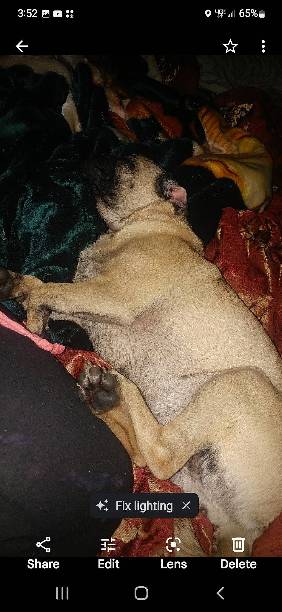 Bee joined the competition — help win amazing prizes! canidae, carnivore, comfort, companion_dog, dog, dog_breed, fawn, fur, guard_dog, linens, nap, non_sporting_group, paw, sleep, snout, sporting_group, toy_dog, working_animal