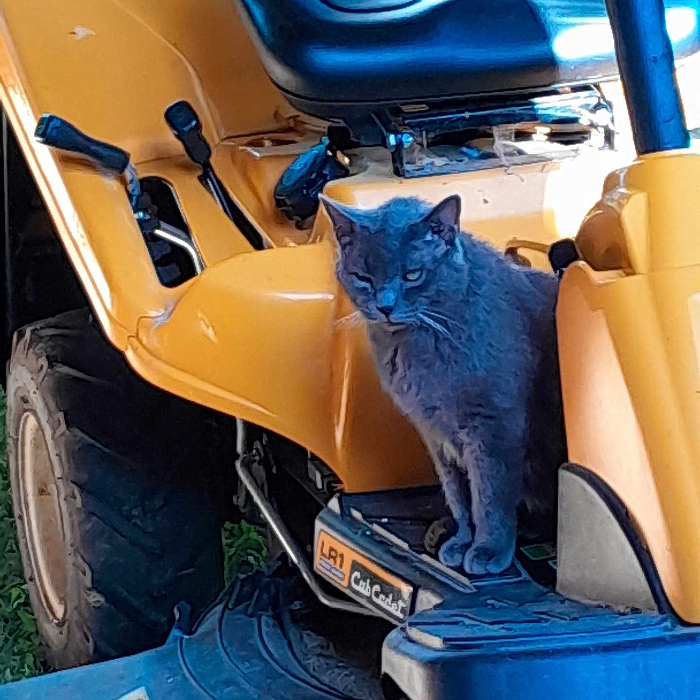 Bouboule a rejoint le concours — aidez-le/la à gagner de superbes lots ! cat, gray_cat, lawn_tractor, yellow, vehicle, tire, outdoor, grass, machine, seat, metal, lever, pet, animal, footrest, sunlight, shadow, closeup, curious, mechanical