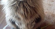 My Mommies joined the competition — help win amazing prizes! cat, fluffy, indoor, wooden_table, pet, feline, curious, sitting, fur, animal, domestic, brown, tabby, eyes, whiskers, ears, floor, home, furniture, portrait