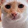 animal, cat, close_up, closeup, curious_eyes, cute, domestic_cat, face, feline, fur, indoor, looking_at_camera, mammal, orange_markings, pet, pink_nose, portrait, soft_light, whiskers, white_cat
