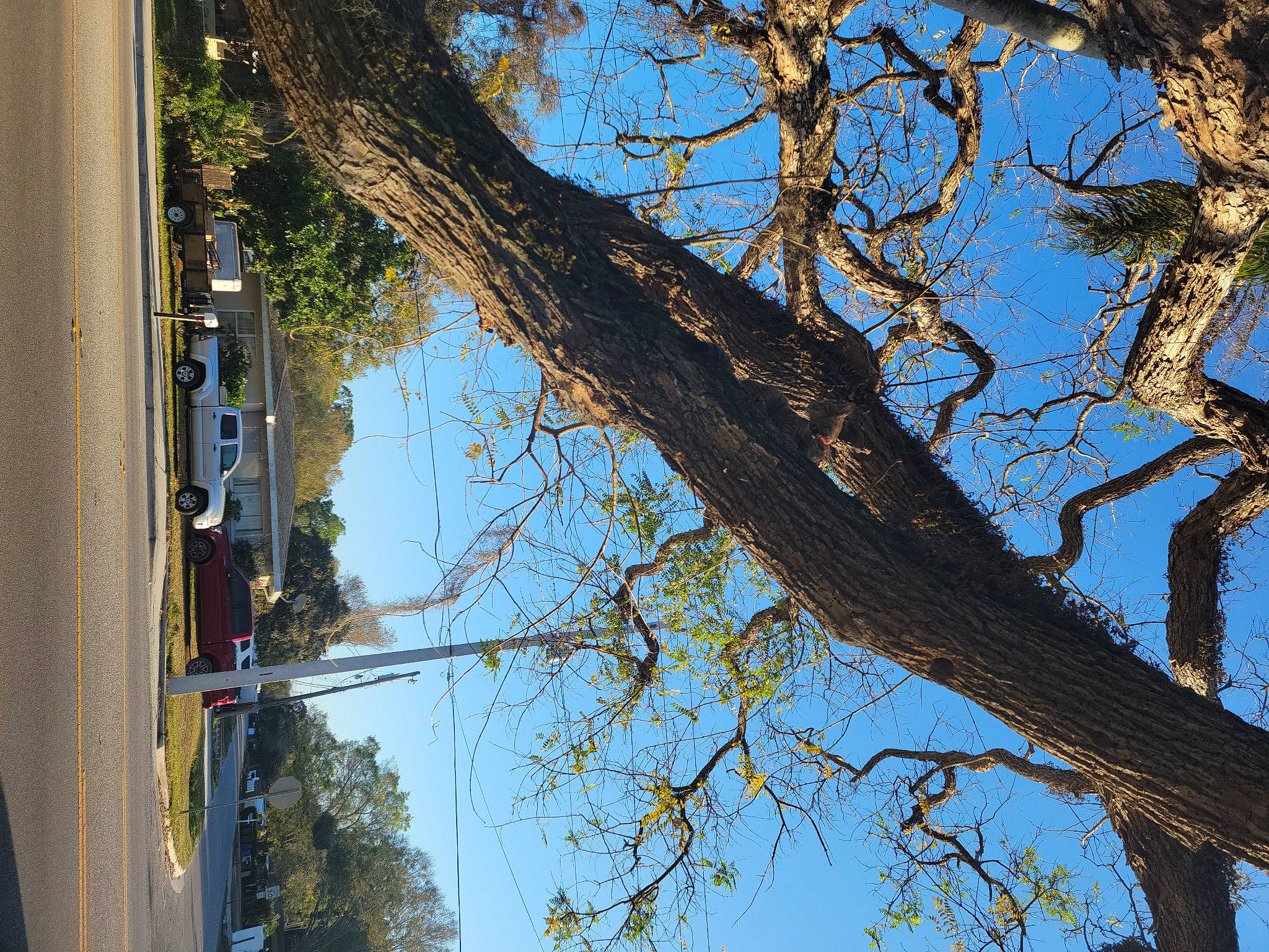 Lalo joined the competition — help win amazing prizes! azure, branch, building, car, electricity, facade, house, line, plant, sky, street_light, tints_and_shades, tree, trunk, twig, water, window, wood, woody_plant, world
