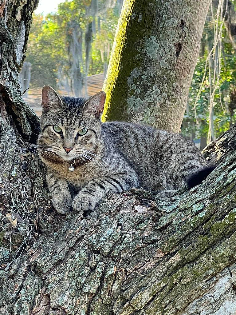 Lalo joined the competition — help win amazing prizes! branch, carnivore, cat, domestic_short_haired_cat, felidae, fur, grass, nature_reserve, organism, plant, small_to_medium_sized_cats, snout, tail, terrestrial_animal, tree, trunk, whiskers, wildlife, wood, woody_plant