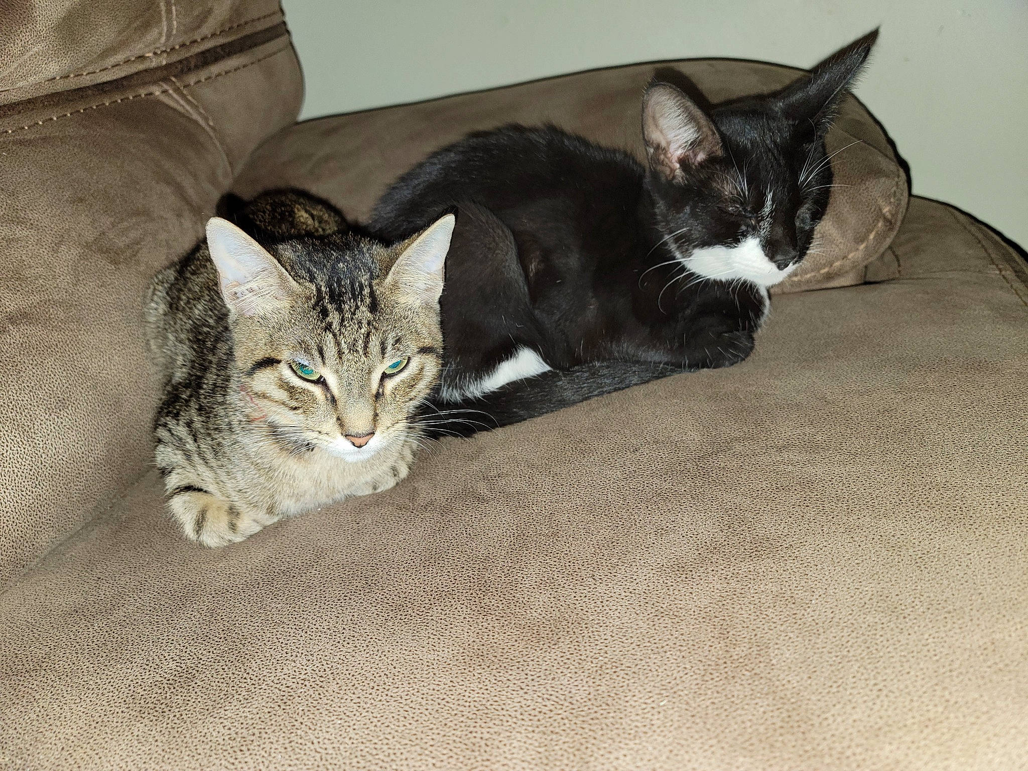 Lalo joined the competition — help win amazing prizes! carnivore, cat, cat_supply, comfort, domestic_short_haired_cat, felidae, fur, grey, paw, pet_supply, sitting, small_to_medium_sized_cats, snout, tail, terrestrial_animal, whiskers