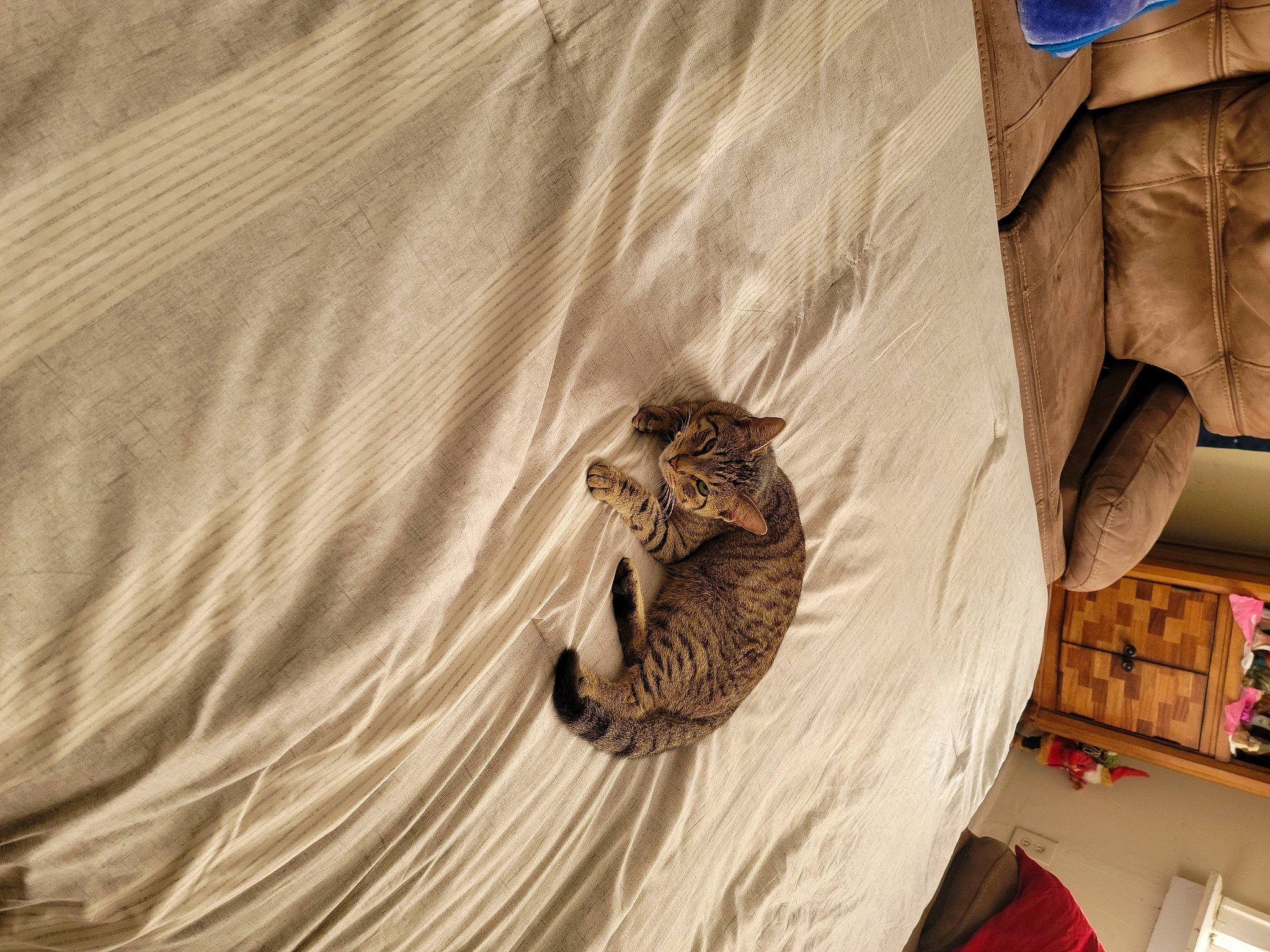 Lalo is registered to the contest to win money with this photo: bookcase, carnivore, cat, comfort, domestic_short_haired_cat, fawn, felidae, floor, flooring, fur, grey, hardwood, linens, shelf, shelving, small_to_medium_sized_cats, tail, whiskers, wildlife, wood