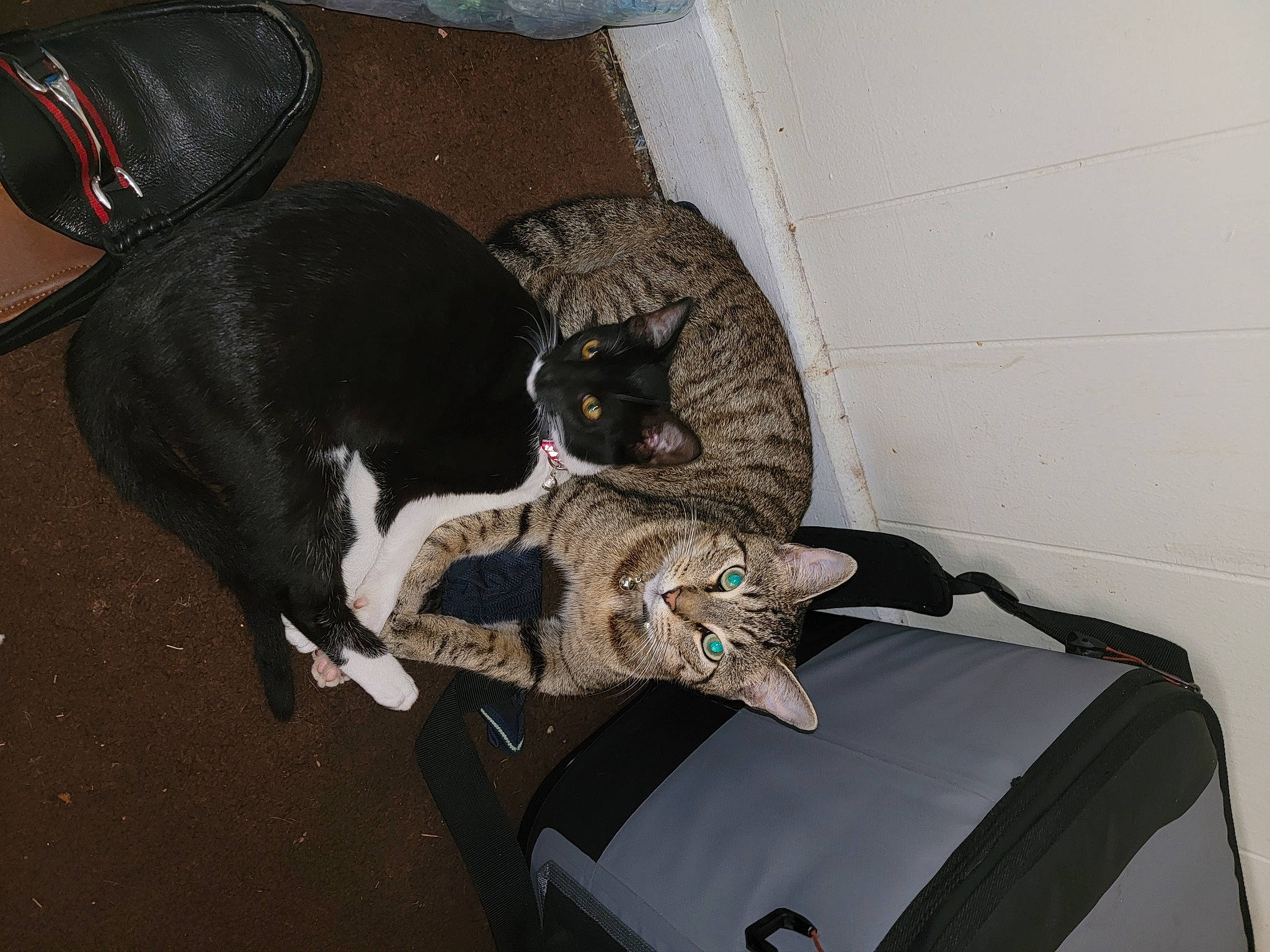 Lalo is registered to the contest to win money with this photo: automotive_tire, bag, canidae, carnivore, cat, comfort, dog_breed, domestic_short_haired_cat, felidae, fender, flooring, fur, lap, motor_vehicle, sitting, small_to_medium_sized_cats, sporting_group, suitcase, tail, whiskers