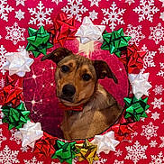 Tandi is registered to the contest to win money with this photo: animal, bows, brown_dog, celebration, christmas, christmas_decor, cute, decorations, dog, festive, festivity, holiday, holiday_season, indoor, pet, portrait, red_background, red_bow_tie, snowflakes, wreath
