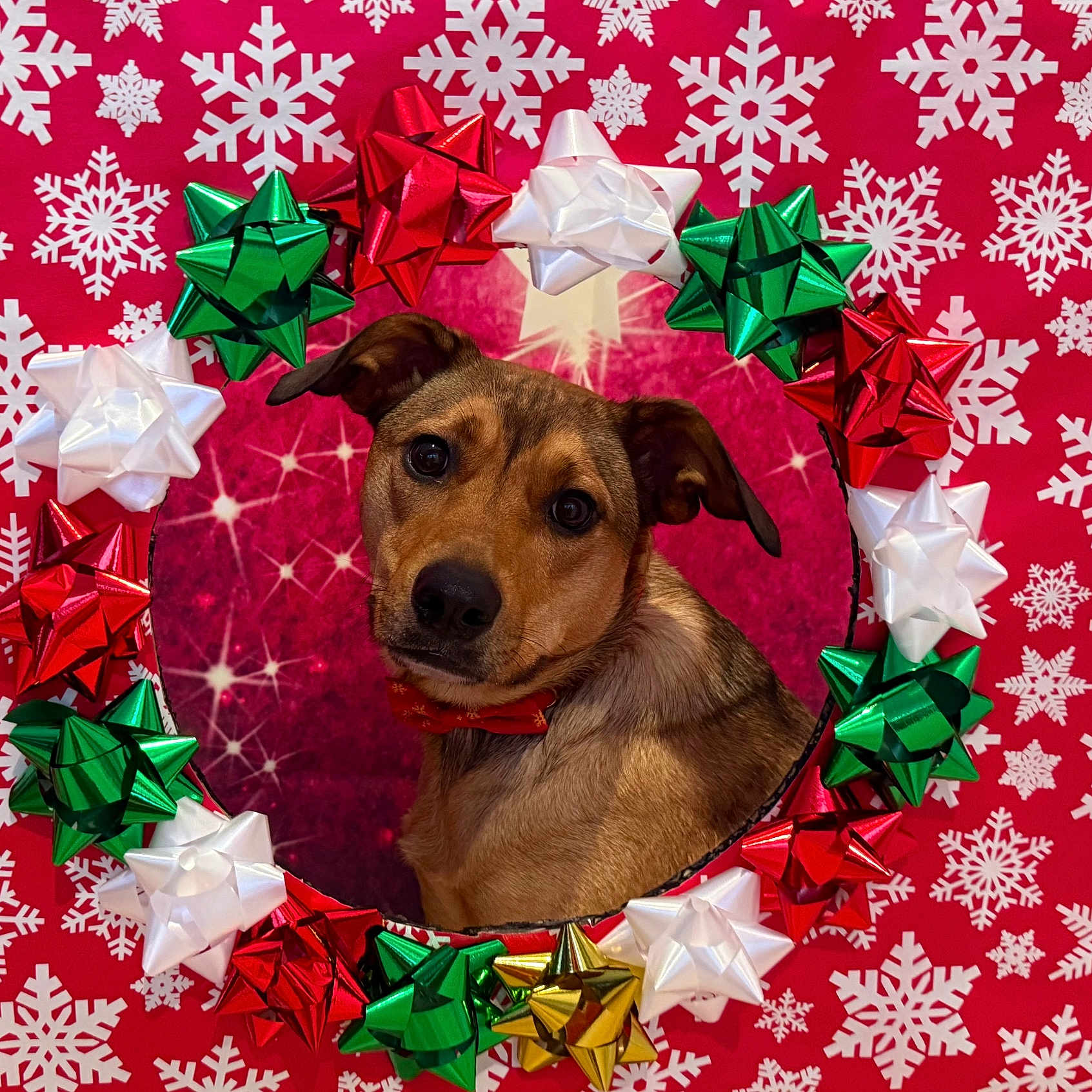 Tandi is registered to the contest to win money with this photo: animal, bows, brown_dog, celebration, christmas, christmas_decor, cute, decorations, dog, festive, festivity, holiday, holiday_season, indoor, pet, portrait, red_background, red_bow_tie, snowflakes, wreath
