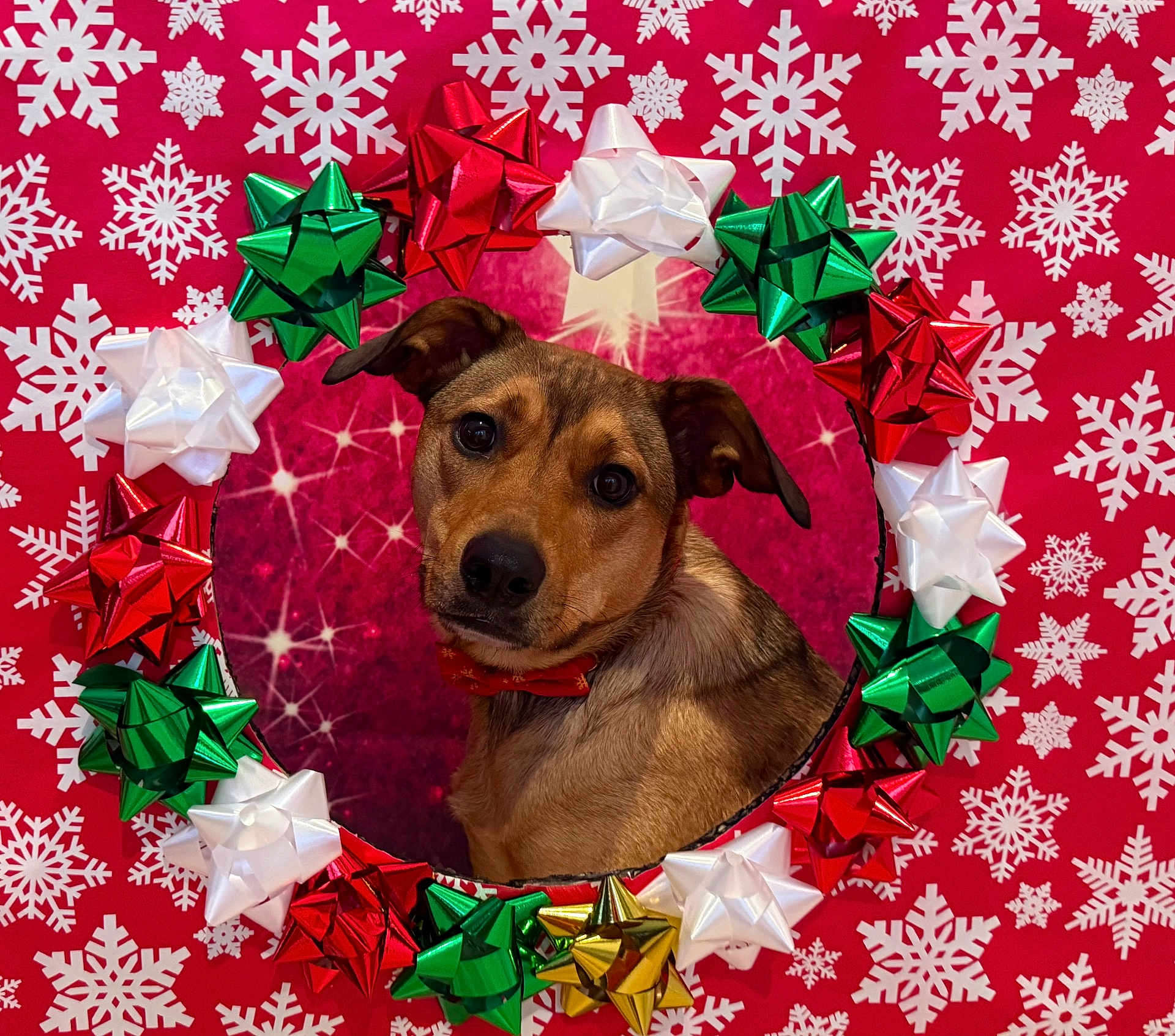 Tandi is registered to the contest to win money with this photo: animal, bows, brown_dog, celebration, christmas, christmas_decor, cute, decorations, dog, festive, festivity, holiday, holiday_season, indoor, pet, portrait, red_background, red_bow_tie, snowflakes, wreath