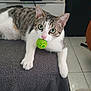 abyssinian, animal, architecture, ball, building, cat, couch, furniture, indoors, kitten, livingroom, manx, person, pet, room, sphere, sport, tennis, tennisball, wood