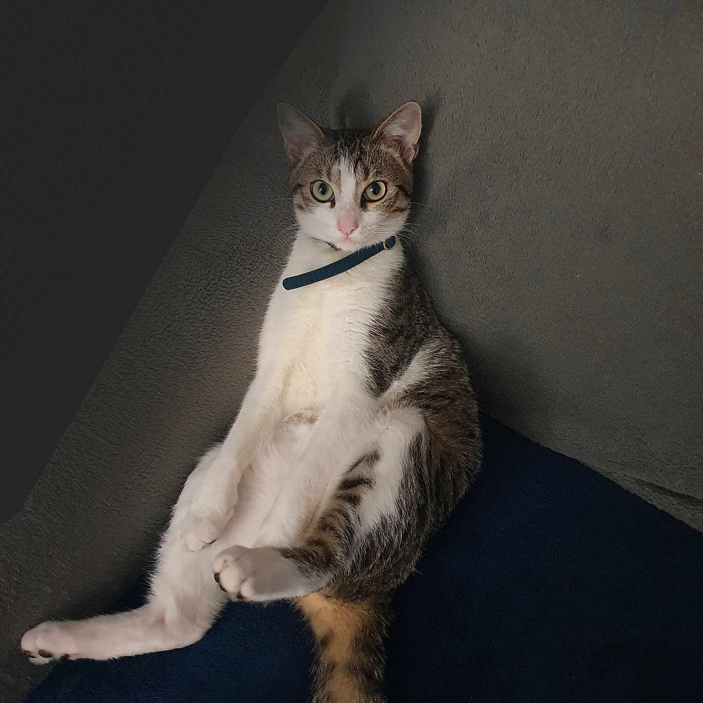 Pika participe au concours pour gagner de l'argent avec cette photo : abyssinian, accessories, animal, armchair, cat, chair, collar, couch, egyptiancat, formalwear, furniture, hardwood, kitten, leash, manx, pet, siamese, strap, tie, wood