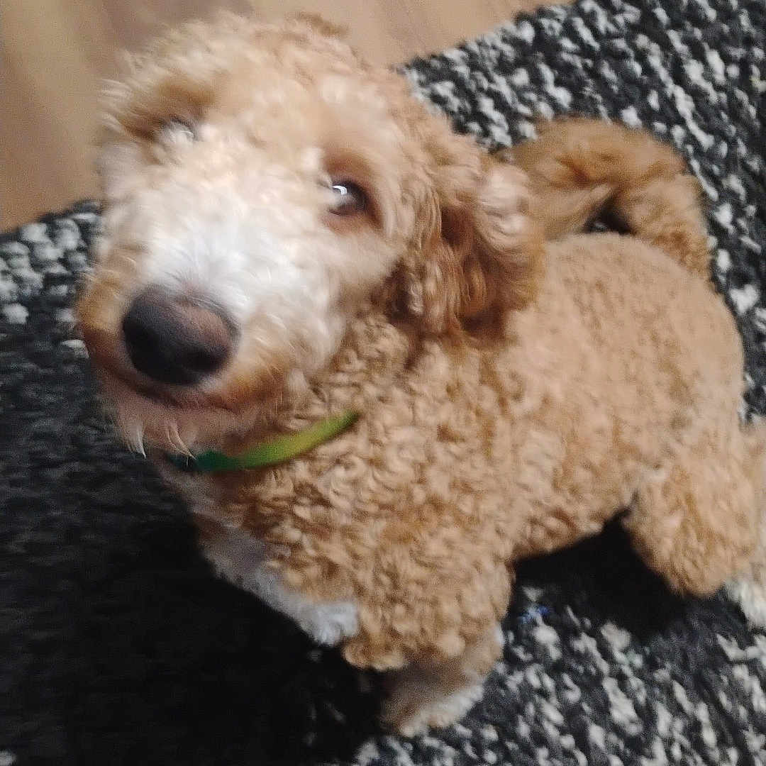 Dollie