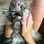Gus joined the competition — help win amazing prizes! kitten, cat, pet, furry, tabby, indoor, hand, playing, cute, young, animal, person, holding, paw, curious, whiskers, claws, floor, thumb, domestic