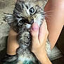kitten, cat, pet, furry, tabby, indoor, hand, playing, cute, young, animal, person, holding, paw, curious, whiskers, claws, floor, thumb, domestic