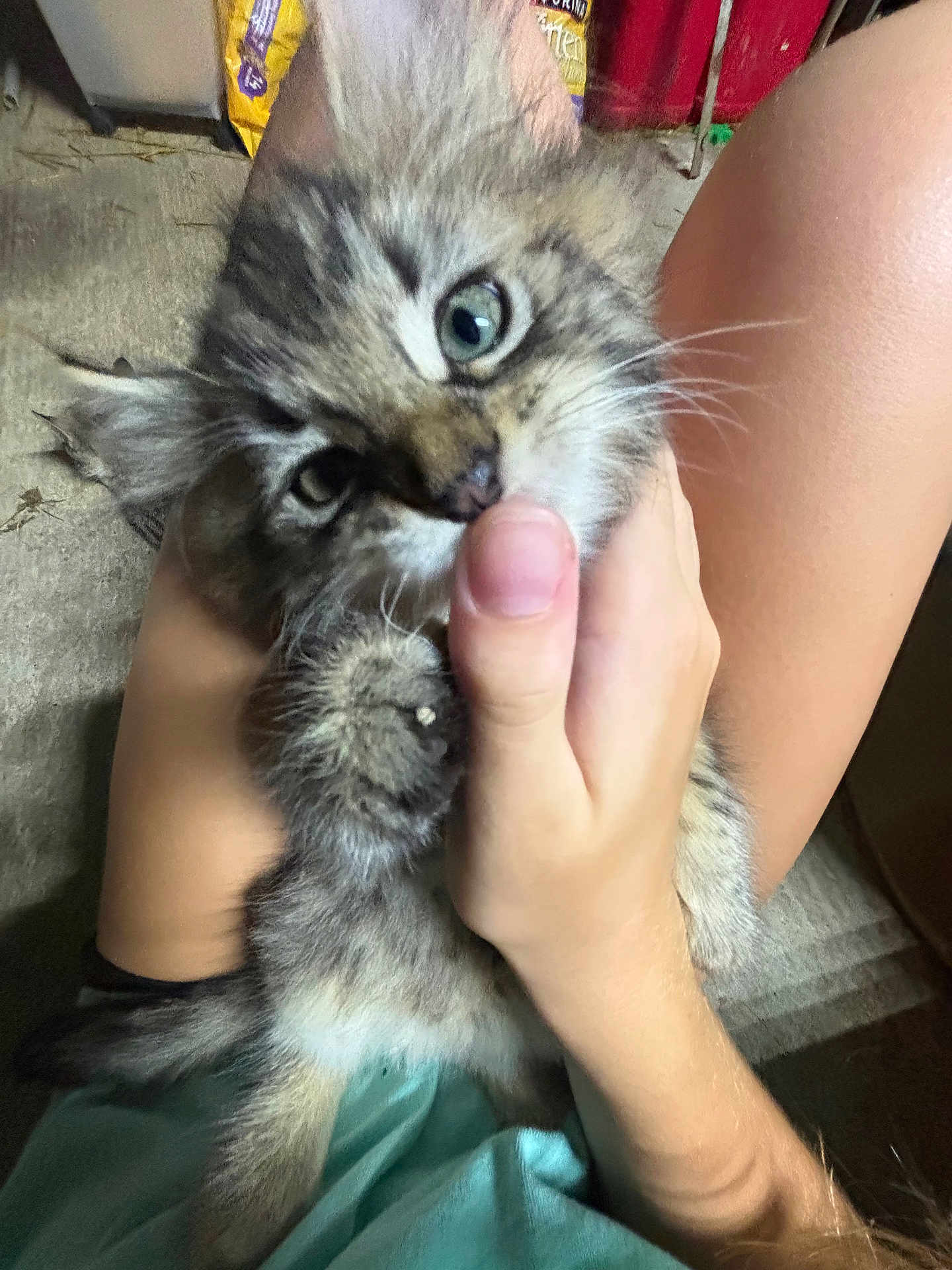 Gus