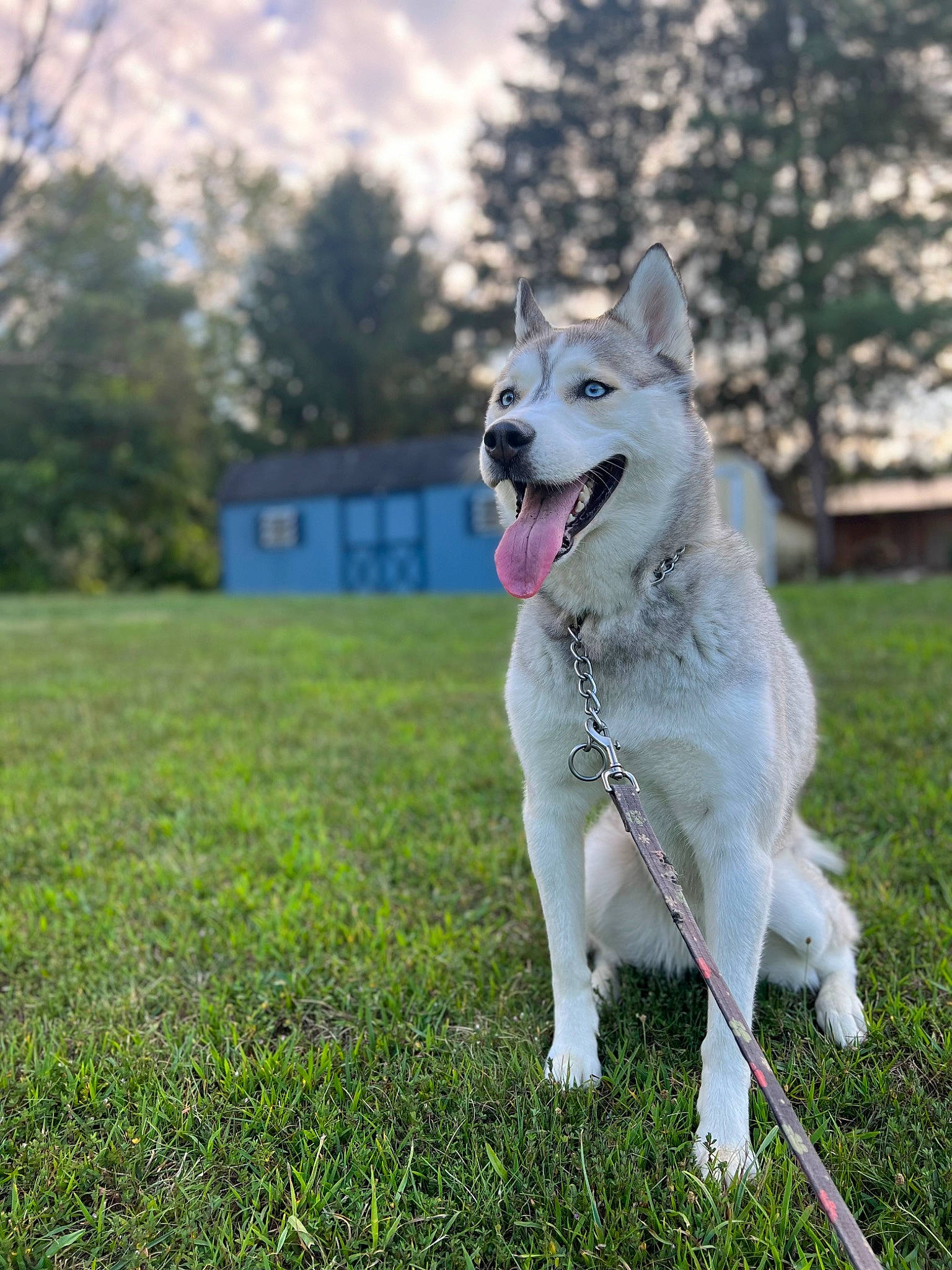 Nova joined the competition — help win amazing prizes! canidae, carnivore, cloud, collar, companion_dog, dog, dog_breed, dog_supply, fashion_accessory, grass, grassland, pet_supply, plant, sky, sporting_group, tail, tree, wolf, working_animal, working_dog