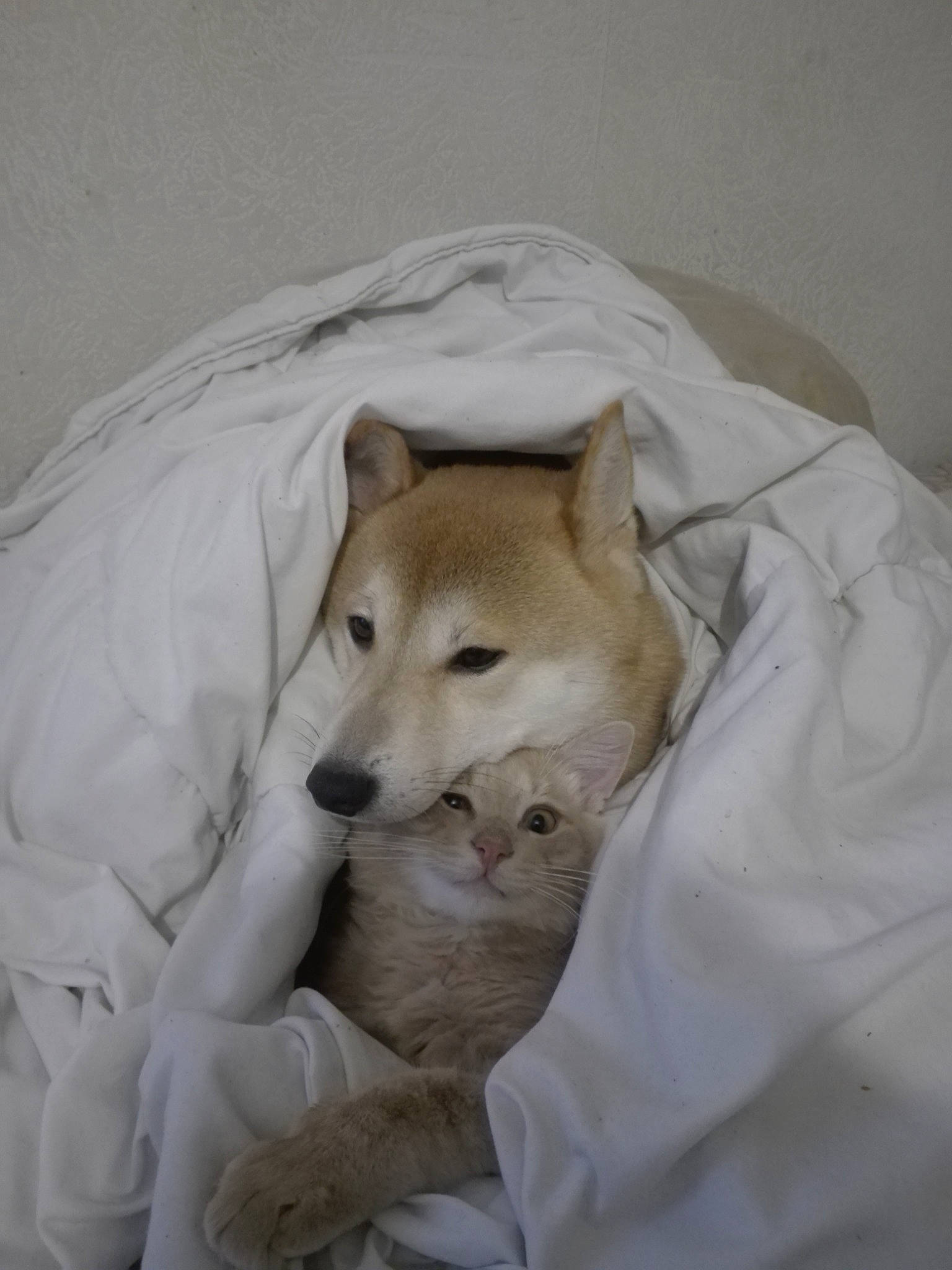 Yuri a rejoint le concours — aidez-le/la à gagner de superbes lots ! canidae, canis, carnivore, comfort, companion_dog, dog, dog_breed, fawn, fur, linens, nap, snout, spitz, sporting_group, tail, terrestrial_animal, whiskers, wildlife, wood, working_animal