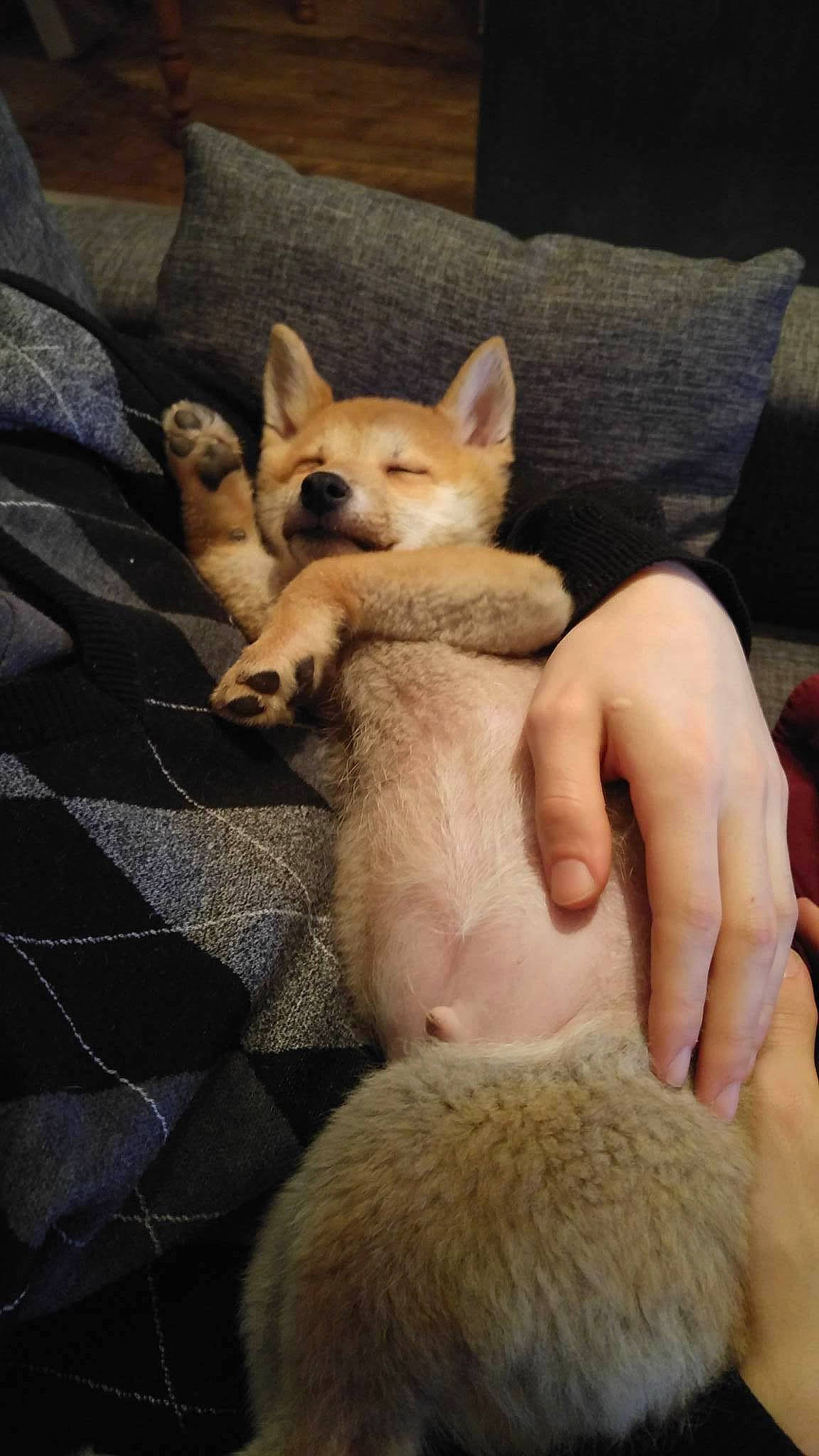 Yuri participe au concours pour gagner de l'argent avec cette photo : canidae, carnivore, comfort, companion_dog, dog, dog_breed, fawn, felidae, flooring, foot, fur, gesture, paw, snout, spitz, sporting_group, tail, terrestrial_animal, whiskers, working_animal