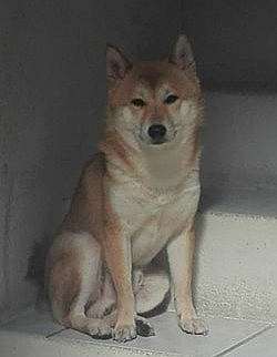 Yuri participe au concours pour gagner de l'argent avec cette photo : ancient_dog_breeds, canidae, canis, carnivore, companion_dog, dog, dog_breed, fawn, flooring, fur, jaw, puppy, sporting_group, tail, terrestrial_animal, whiskers, wildlife, wood, working_animal, working_dog