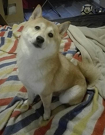 Yuri participe au concours pour gagner de l'argent avec cette photo : ancient_dog_breeds, canidae, carnivore, comfort, companion_dog, computer_keyboard, dog, dog_breed, fawn, flooring, fur, non_sporting_group, paw, puppy, snout, sporting_group, tail, whiskers, wood, working_animal