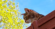 Sweety participe au concours pour gagner de l'argent avec cette photo : cat, fence, outdoor, sky, tree, greenery, animal, pet, curious, nature, daylight, ears, whiskers, closeup, looking_down, brown_fur, blue_sky, sunlight, wood, vertical