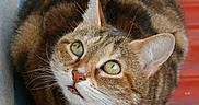 Sweety a rejoint le concours — aidez-le/la à gagner de superbes lots ! alert, animal, cat, close_up, curious, cute, ears, feline, fur, green_eyes, ledges, looking_up, mammal, outdoor, paws, pet, portrait, red_background, tabby, whiskers