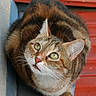 Sweety a rejoint le concours — aidez-le/la à gagner de superbes lots ! cat, tabby, green_eyes, looking_up, curious, whiskers, fur, ears, paws, animal, pet, close_up, portrait, outdoor, red_background, ledges, feline, cute, alert, mammal