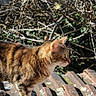 Sweety participe au concours pour gagner de l'argent avec cette photo : cat, tabby, animal, outdoor, nature, sunlight, fur, whiskers, ears, roof, moss, branches, leafless, alert, pet, mammal, side_view, daylight, wildlife, closeup