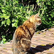 Sweety participe au concours pour gagner de l'argent avec cette photo : animal, cat, daylight, feline, fur, garden, greenery, leaves, moss, nature, outdoor, peaceful, pet, quiet, roof, side_view, sitting, sunlight, tabby_cat, whiskers