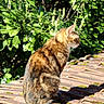 cat, tabby_cat, animal, pet, outdoor, nature, greenery, leaves, sunlight, roof, moss, feline, side_view, sitting, quiet, daylight, fur, whiskers, peaceful, garden