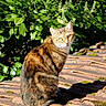 cat, tabby_cat, outdoor, sunlight, greenery, leaves, roof, moss, animal, pet, feline, nature, daylight, sitting, curious, fur, whiskers, closeup, background, serene