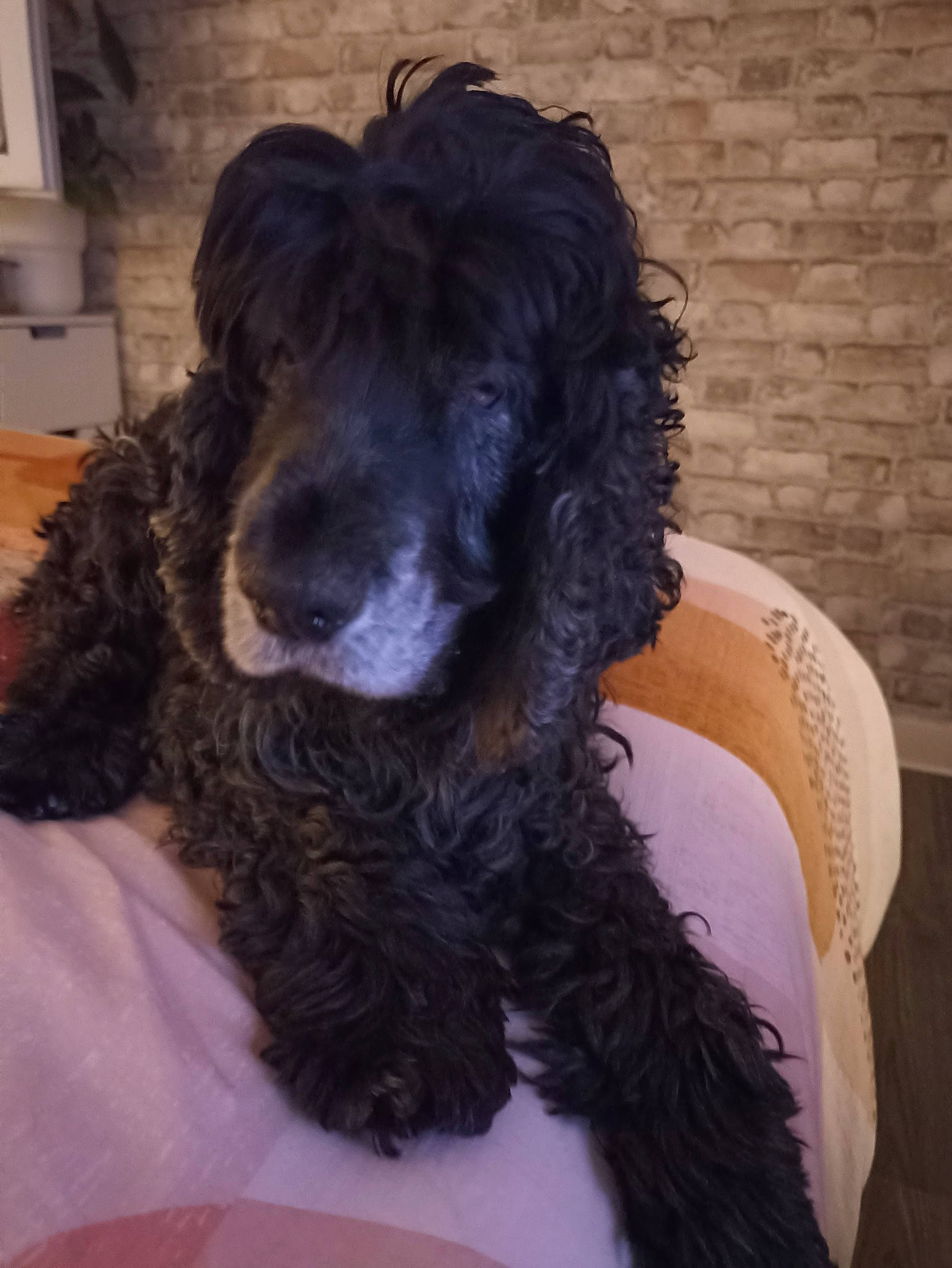 Délice a rejoint le concours — aidez-le/la à gagner de superbes lots ! canidae, carnivore, companion_dog, dog, dog_breed, dog_collar, fur, liver, non_sporting_group, snout, sporting_group, terrestrial_animal, terrier, toy_dog, water_dog, working_animal, working_dog