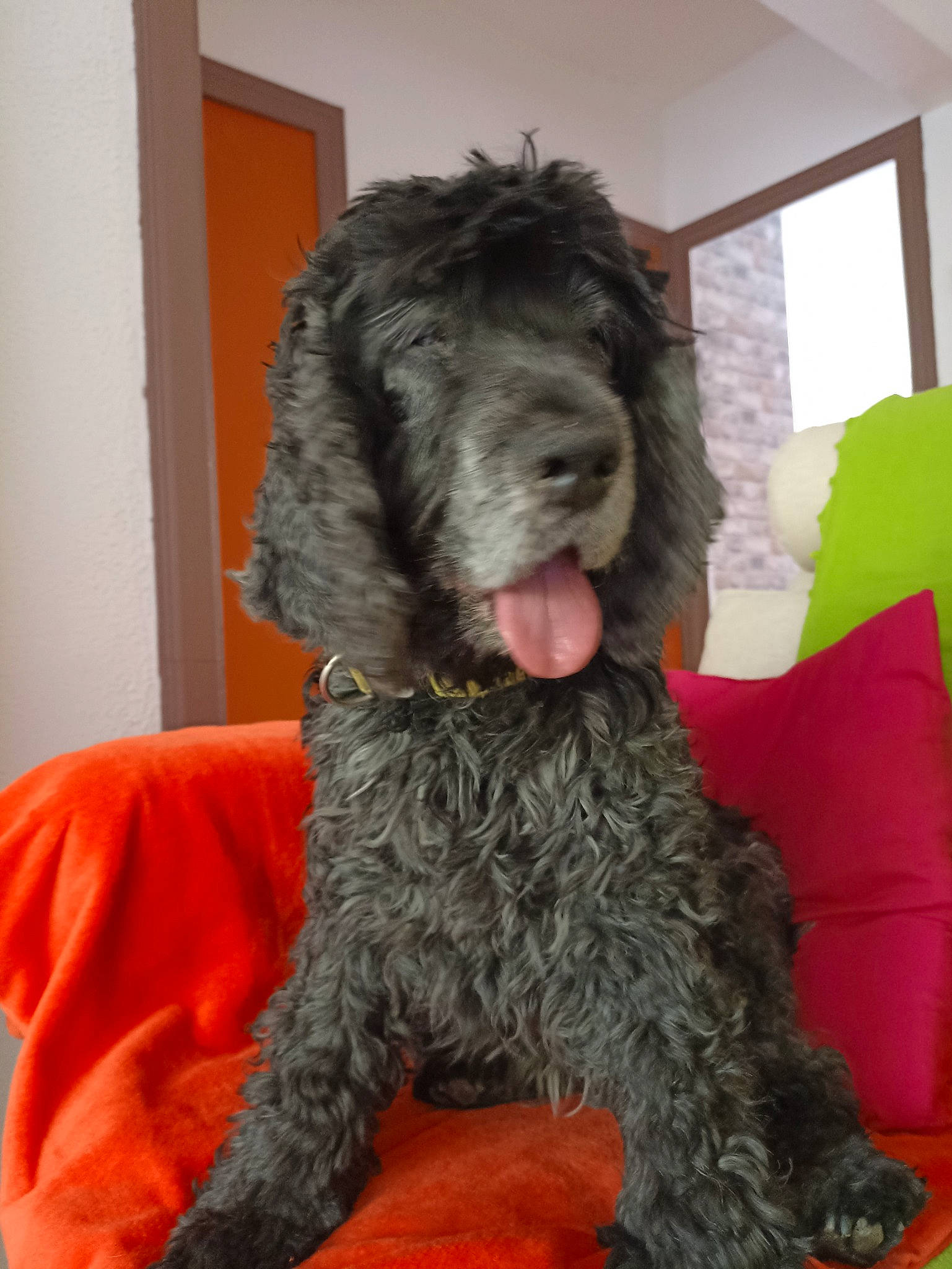 Délice a rejoint le concours — aidez-le/la à gagner de superbes lots ! canidae, carnivore, companion_dog, dog, dog_breed, fur, giant_dog_breed, labradoodle, liver, non_sporting_group, snout, sporting_group, terrier, toy_dog, water_dog, window, working_animal, working_dog