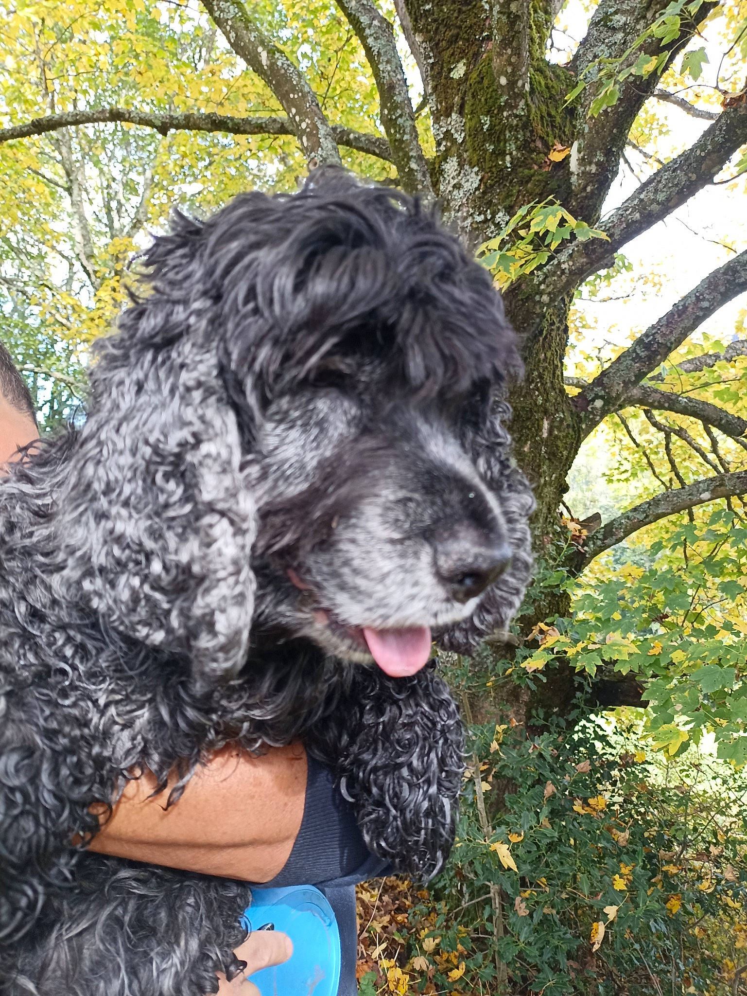 Délice participe au concours pour gagner de l'argent avec cette photo : carnivore, companion_dog, dog, dog_breed, dog_collar, fur, giant_dog_breed, grass, labradoodle, liver, plant, poodle, spaniel, sporting_group, standard_poodle, terrier, toy_dog, tree, water_dog, working_animal