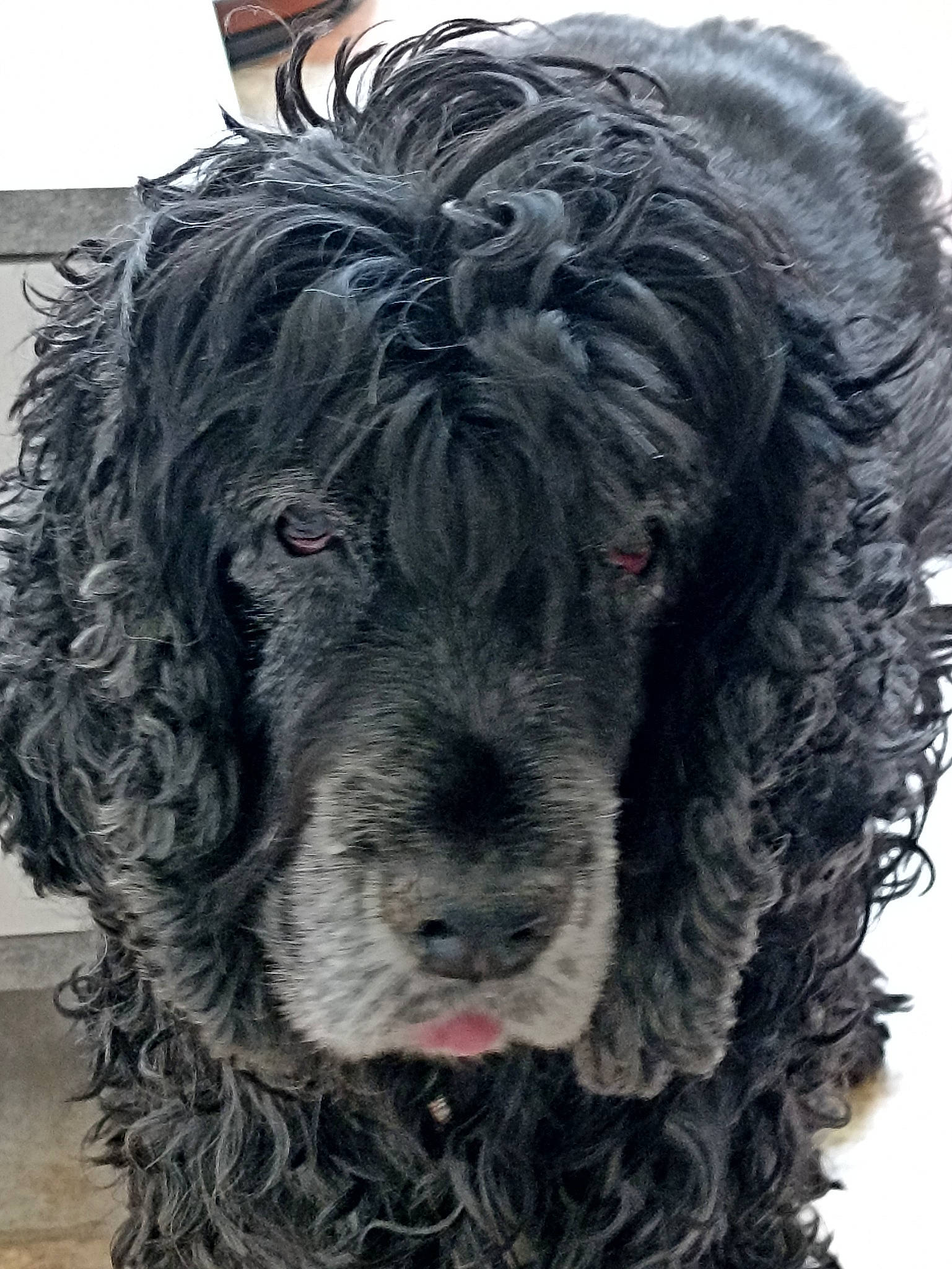 Délice participe au concours pour gagner de l'argent avec cette photo : canidae, carnivore, collar, companion_dog, dog, dog_breed, dog_collar, event, fur, giant_dog_breed, non_sporting_group, snout, sporting_group, terrier, toy_dog, water_dog, working_animal, working_dog