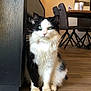 Charly participe au concours pour gagner de l'argent avec cette photo : cat, black_and_white, long_hair, green_eyes, indoor, hardwood_floor, furniture, dining_chair, table, cabinet, portrait, fluffy, whiskers, paws, sitting, pet, domestic_cat, curious, bright_eyes, home_interior