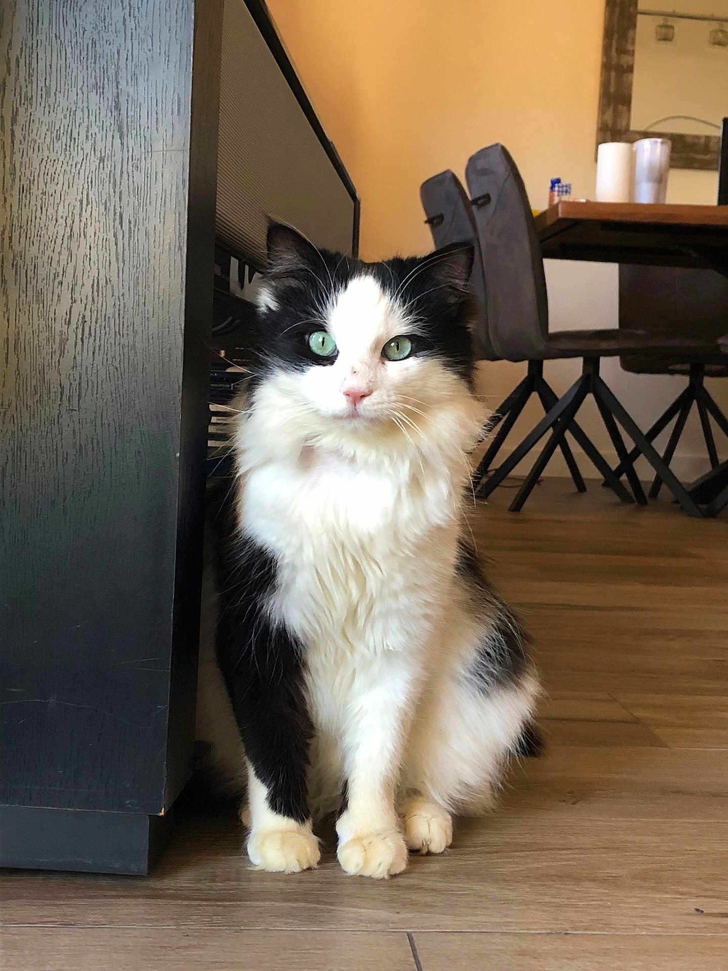 Charly participe au concours pour gagner de l'argent avec cette photo : cat, black_and_white, long_hair, green_eyes, indoor, hardwood_floor, furniture, dining_chair, table, cabinet, portrait, fluffy, whiskers, paws, sitting, pet, domestic_cat, curious, bright_eyes, home_interior