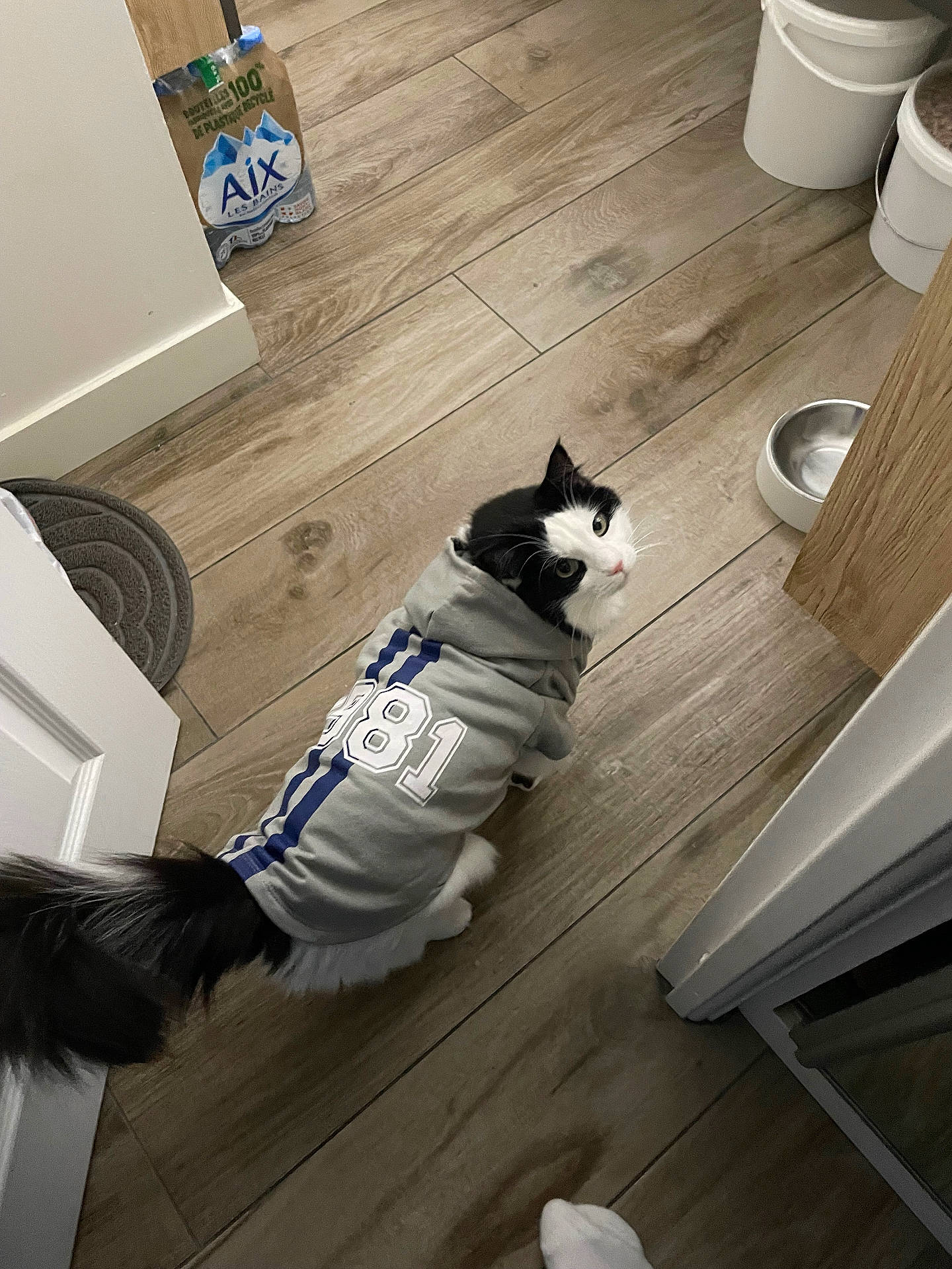 Charly a rejoint le concours — aidez-le/la à gagner de superbes lots ! black_and_white_cat, cat, clothing, cozy, curious, cute, doorway, flooring, food_bowl, fur, hardwood_floor, home, hoodie, indoor, looking_up, paws, pet, sitting, tail, water_pack
