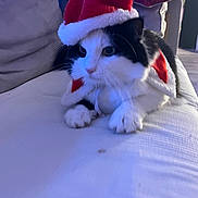 Charly a rejoint le concours — aidez-le/la à gagner de superbes lots ! cat, pet, santa_hat, holiday, couch, indoor, whiskers, paws, fur, black_and_white, cozy, festive, hat, portrait, sitting, close_up, fuzzy, cushion, living_room, sleepy
